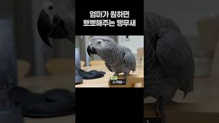 엄마가 원하면 뽀뽀해주는 앵무새  회색앵무 잠바