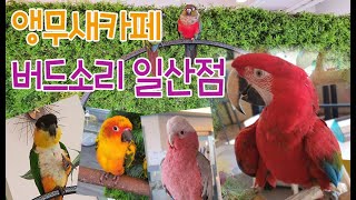 앵무새카페 버드소리 일산점-말하고 춤추는 청금강앵무새 parrot cafe