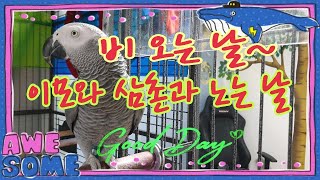 비오는날엔똘이와함께하는날입니다[연구대상앵무새똘이]