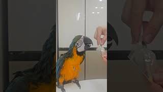 병원 갔다 온 앵무새 약 먹이기 #앵무새