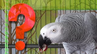 매일매일새로워~오늘은 어떤말을 배웠을까요? [연구대상앵…