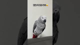 #말하는앵무새 #앵무새 #앵스타그램 #회색앵무 #귀여운앵무새