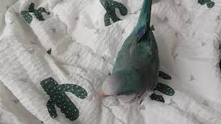 앵무새가 앵무새인 이유