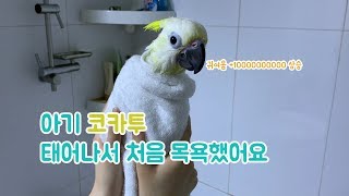 앵무새 목욕 시키기! 아기 코카투 베니 태어나서 처음으로 목욕했어요!! 귀여워서 미쳐요..