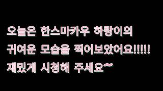 한스마카우가 누어서 자요!!!
