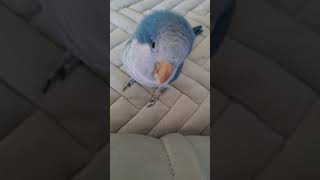 딸기퀘이커 무섭죠 아흥