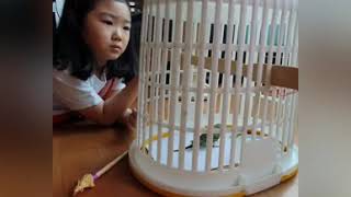 죽을뻔한 아기 앵무새를 구해준 썰!