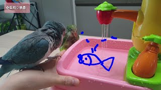 퀘이커앵무새 순도리♡부츄 (뚜둥~콩순이 야채씻기)앵무새…
