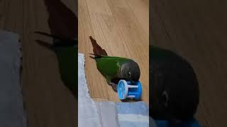 장난감이랑 싸우는 까미 #앵무새 #코뉴어 #그린칙코뉴어