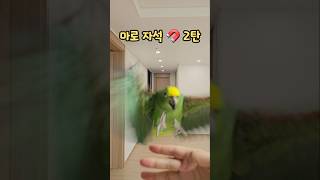 초강력자석개인기2탄 #아마존앵무새