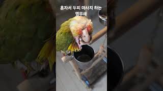 혼자서 두피 마사지 하는 앵무새 #birds #parrot #반려동물 #cute #코뉴어 #동물 #animals