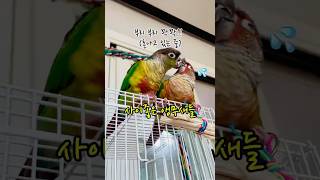 사이좋은 앵무새들? 맞나?#코뉴어 #코뉴어앵무새 #parrot #birds #sodapop