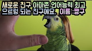 새가족 아마존앵무새를 소개합니다. (고퀄) 언어능력(상)