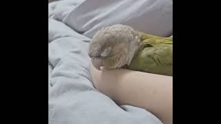 팔베게하고 낮잠자는 순이 #parrot #코뉴어 #낮잠