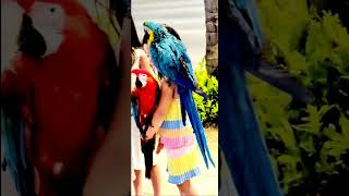 Gold Blue Red Green  Macaw Hawaii  홍금강앵무 청금강 앵무 하와이 와이키키