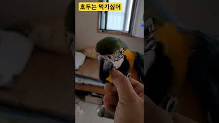 호두는 먹기싫은 루카 #macaw #청금강 #청금강앵무새