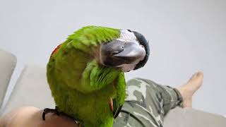 꽁패.앵무새.한스마카우.뽀미.랄랄라~~에 응답하라.20…