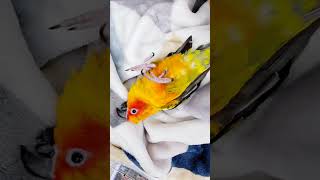 귀여워 미치겠엉 #썬코뉴어 #앵집사 #앵무새 #귀여워 …