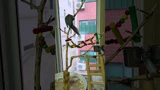 #목도리앵무#임자~드디어 정상에올라보네#므찌다 임자야~…