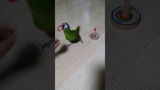 한스마카우 럭키 아기 때