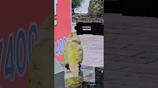 시원하게 긁고있는 코뉴어 연두