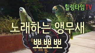 노래하는 천재 앵무새 아빠가 출근할때 뽀뽀뽀