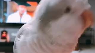 따발총이 된 퀘이커 앵무새 일구