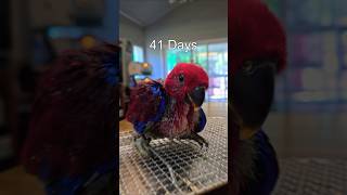 태어난지 41일 된 뉴기니아앵무새 eclectus pa…