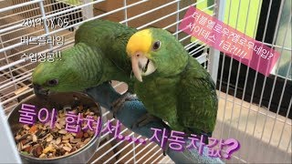 2019-08-05 버드플라잉 수입!!(아마존,코카투)