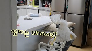 엄마 뺏긴 첫째 처럼 행동 하는 앵무새 나나공주님