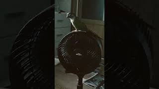 초롱♡연두#초롱  선풍기#코뉴어 #parrot #birds #반려조