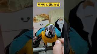 잣을 향한 루카의 간절한 눈빛 #청금강 #청금강앵무새 …