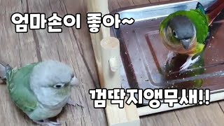 엄마와 놀고 싶은 앵무새들!!#코뉴어앵무새#conure#