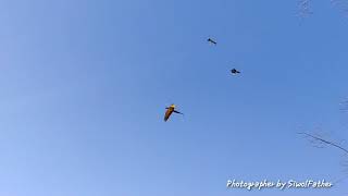 [앵무새자유비행]Parrot FreeFlight by …