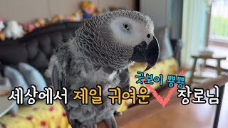자화자찬과 기도를 쉬지않는 앵무새 #김루이