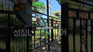 성질나도 맛있어#앵무새#퀘이커#반건조무화과#맛있어요#귀여운앵무새 #사랑스러운앵무새 #삼천포#늘해랑