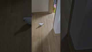 왔소! 됏소!!^^  내게로 왔소! 그라믄 됏소!ㅎㅎ            #앵무새 #이유조 #퀘이커 #분양맛집 #가정분양