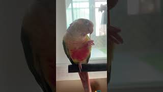 소망이(코뉴어)