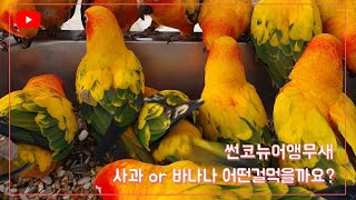 [대구앵무새농장] 썬코뉴어앵무새 는 어떤걸 좋아할까요?…