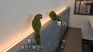 공서연.한스마카우.뽐이.여친?와이프? 선보러가기.202…
