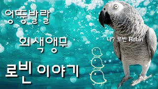엉뚱발랄 회색앵무새 로빈이야기