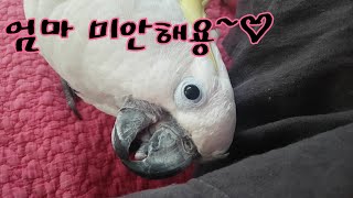 앵무새가 미안할때 하는 행동&애정표현