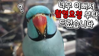 페이스북보다 너무이뻐서 설득끝에 촬영했습니다. 합성같은…