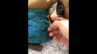 청금강 - 쿠악 (blue and yellow maca…