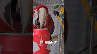 캔 따주는걸 좋아합니다 #노래하는앵무새 #앵무새 #홍금…
