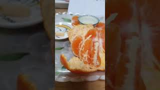 코뉴어앵무새 Vlog 250208 부고장