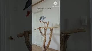 앵무새ㅡ이모는 순돌이를 믿고 있어