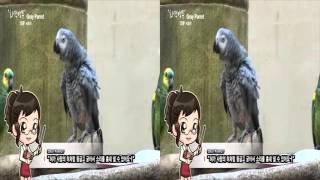 회색앵무 3D VR