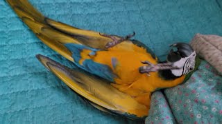 청금강앵무새 루카의 짧은영상 모음