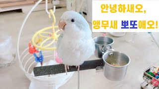 [아들내미 뽀또 이야기] 대존예 퀘이커 앵무새 뽀또